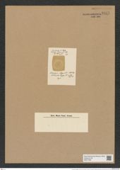 Actinocyclus elegans Lend.-Fortm. (de-Toni-Nr.: Genus 195, Species 4796/64) Zeichnungen Sammlung Grunow Nr. 8447 (NHMW-BOT-W0377900)